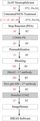 Detection and Quantification of Histone H4 Citrullination in Early NETosis With Image Flow Cytometry Version 4